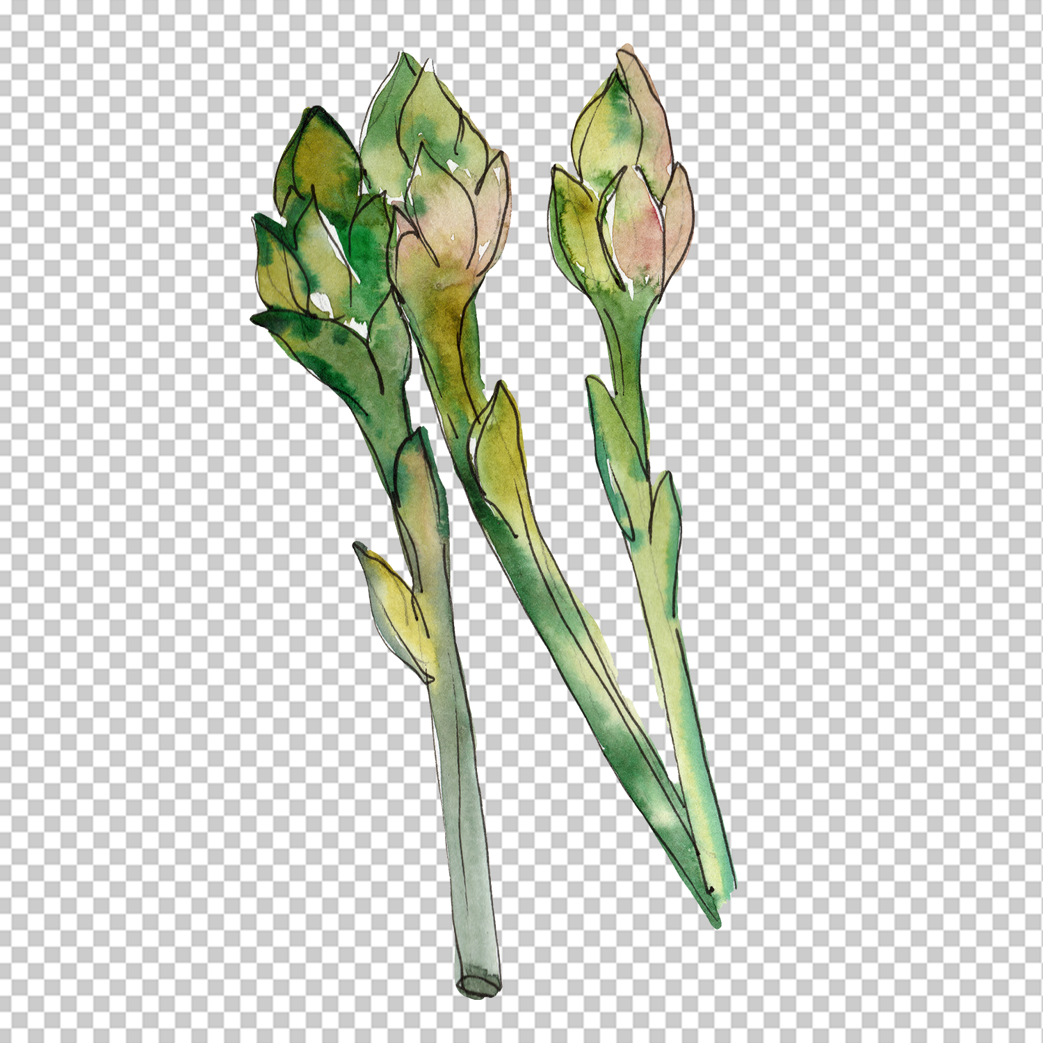 Green Asparagus Watercolor Png